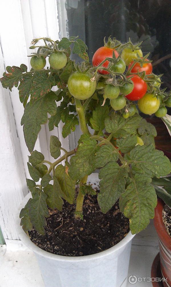 Отзыв о низкорослый томат &quot;балконное чудо&quot; мини огород на ба.