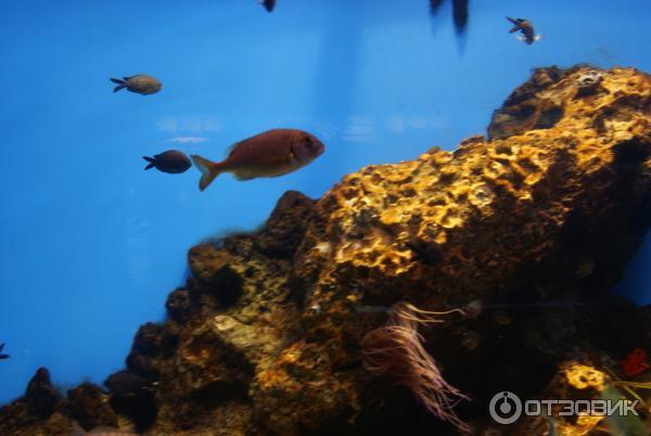 аквариум Барселона 9