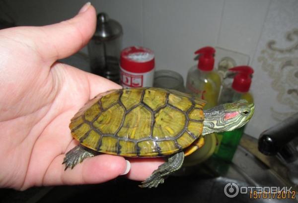 Отзыв о Красноухая черепаха | минимум забот и заряд положительными  эмоциями, мои любимые вонючие черепахи)))