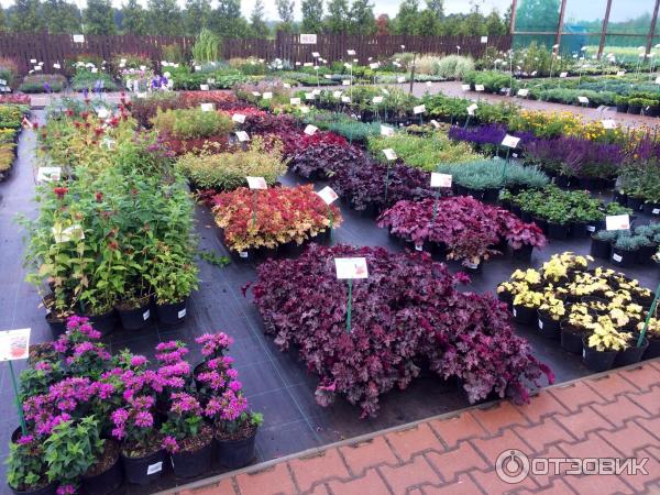 Где Купить Растения В Ростове