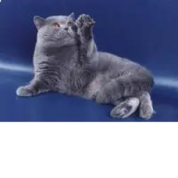 Отзыв о Британские кошки