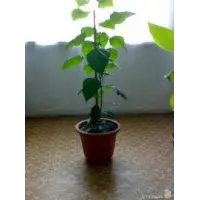 Отзыв о Комнатный цветок "Гибискус" (китайская роза)