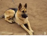 Отзыв о Собака породы "Немецкая овчарка"