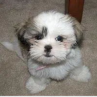 Отзыв о Собака породы Ши-тцу