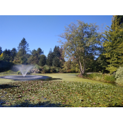 Отзыв о Ботанический сад VanDusen Botanical Garden (Канада, Ванкувер)