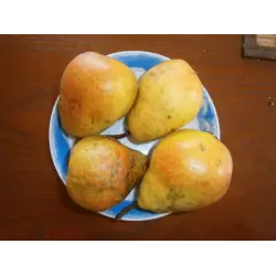 Отзыв о Саженцы груши ЛПООС "Чижовская"