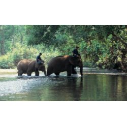 Отзыв о Тур на слонах к водопаду Као Сока (Таиланд)