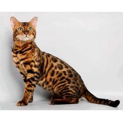 бенгальская кошка челябинск