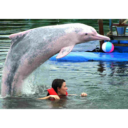 Отзыв о Дельфинарий Pattaya Dolphin World and Resort (Тайланд, Паттайя)