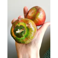 Отзыв о Экзотический фрукт Pejibaye "La Gran Bodega"