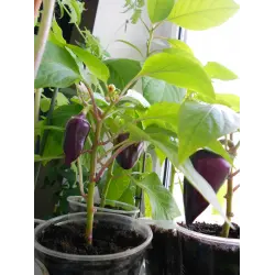 Отзыв о Семена Аэлита Перец сладкий "Биг Папа"