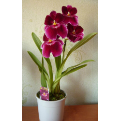 Орхидея Мильтония купить в интернет-магазине