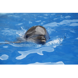 Беременность и плавание с дельфинами! - 11 ответов на форуме luchistii-sudak.ru ()