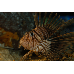 Отзыв о Аквариум Solitary Islands Aquarium (Австралия, Коффс Харбор)