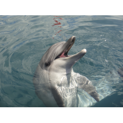 Отзыв о Дельфинарий Onmega Dolphin Therapy & Activity Center (Турция, Мармарис)