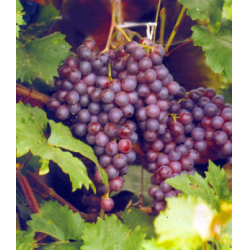 Мускатный Виноград Сорта Фото Отзывы