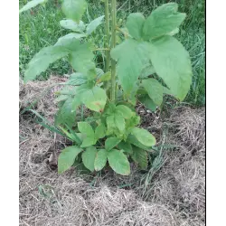Отзыв о Ежевика Полар Берри Питомник Ягода-Клубника