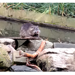 Отзыв о Зоопарк Tierpark (Германия, Висбаден)