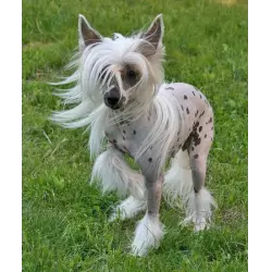 Отзыв о Голая Китайская хохлатая собака