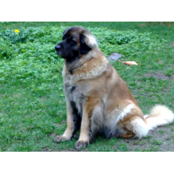 Otzyvy O Sobaka Porody Leonberger