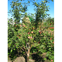 Яблоки Беркутовка Фото
