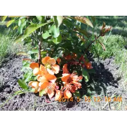 Отзыв о Японская декоративная айва