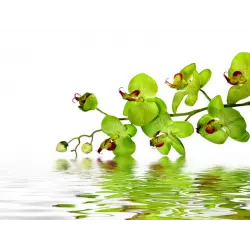 Отзыв о Органическое удобрение Агрохимпак Стимовит Ferti для орхидей