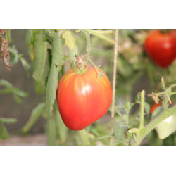 Томат Спасская Башня Отзывы Фото Урожайность