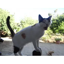 Отзыв о Кошачий монастырь или монастырь Святого Николая (Кипр,окресности Лимассола)