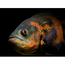 Цихлида Рыба Аквариумная Фото