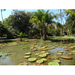 Ботанический сад Рио-де-Жанейро — подробное описание, адрес и фото