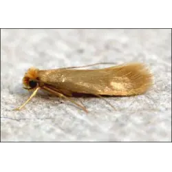 Отзыв о Моль: откуда берется и как с ней бороться