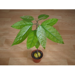 Авокадо Растение В Домашних Условиях Фото