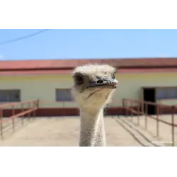 Отзыв о Страусиная ферма "Русский страус" (Россия, Московская область)