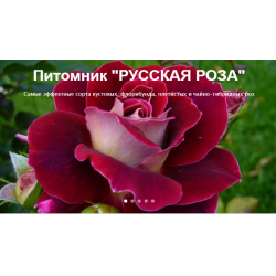 Русская Роза Фото