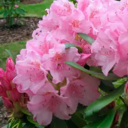 Отзыв о Саженец Сieplucha Рододендрон Helsinki University