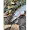 Фото Спиннинг Norstream Favorite jig 802M 7-21гр