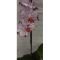 Фото Орхидея в открытой системе