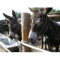 Фото Ослиная ферма Dipotamos Donkey Farm (Кипр, Айя-Напа)