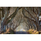 Фото Тоннель Dark Hedges (Великобритания, Северная Ирландия)