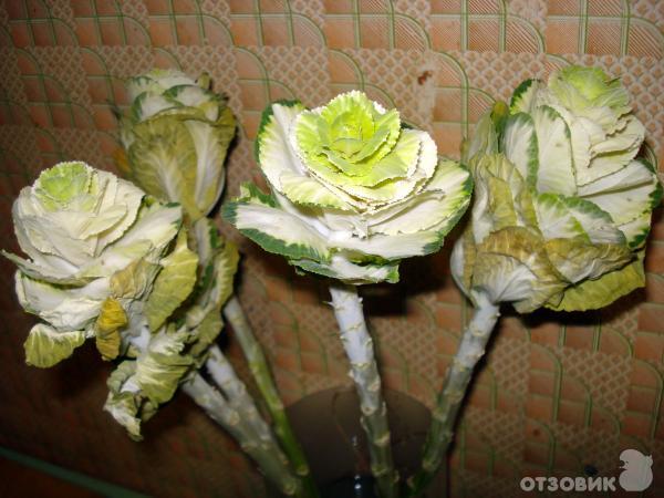 Растение садовое Капуста декоративная фото