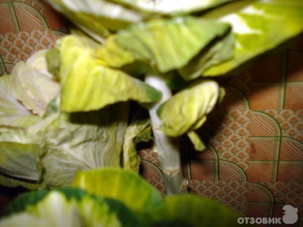 Растение садовое Капуста декоративная фото