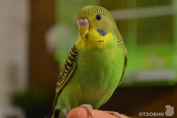 Отзыв о Волнистый попугай | Крылатый волнистик, как ухаживать, учить  говорить и как выбрать хорошего любимца на рынке!)