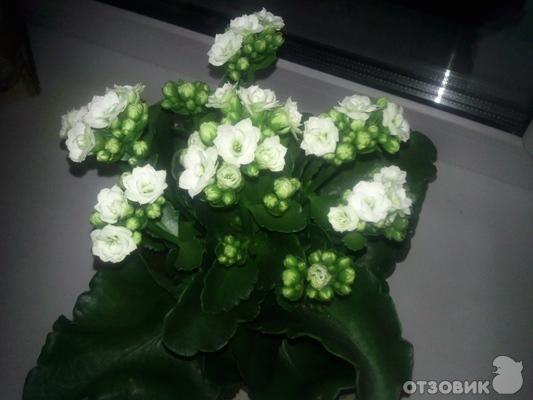 Комнатные растения с белыми цветами