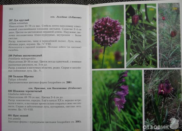 Справочник растений с фото и описанием россии