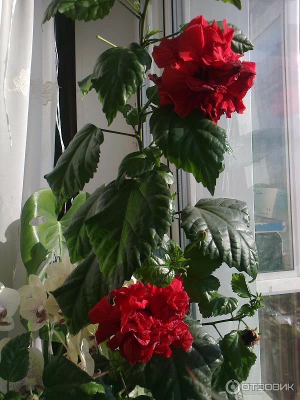 Комнатный Цветок Китайская Роза Фото