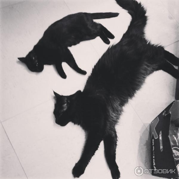 Мейн Кун И Обычная Кошка Фото