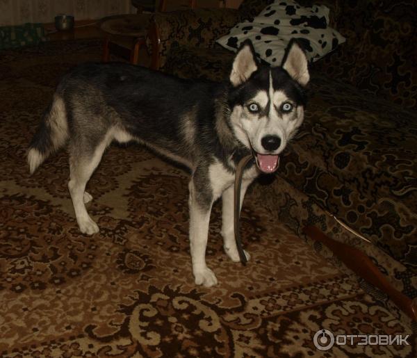 Порода собак Сибирский хаски фото