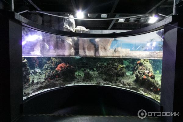 Океанариум Acquario di Genova (Италия, Генуя) фото
