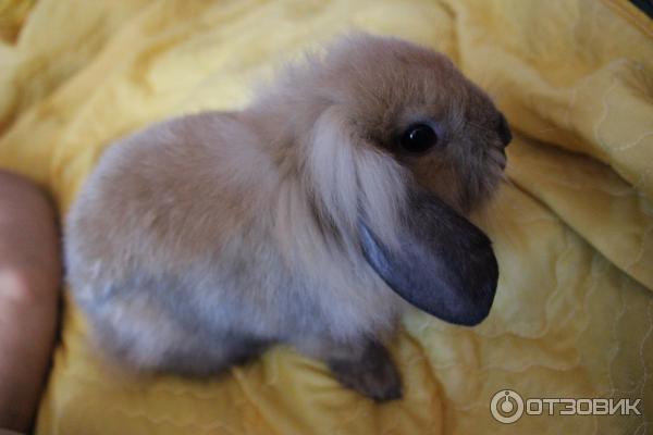 Кролик Вислоухий баран: фото, уход и содержание, отзывы о породе - все о кроликах Вислоухих баранах